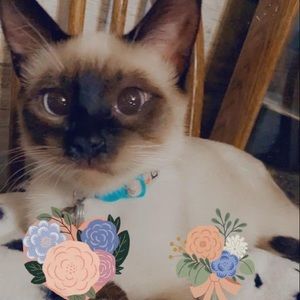 Meet your Posher, Alison